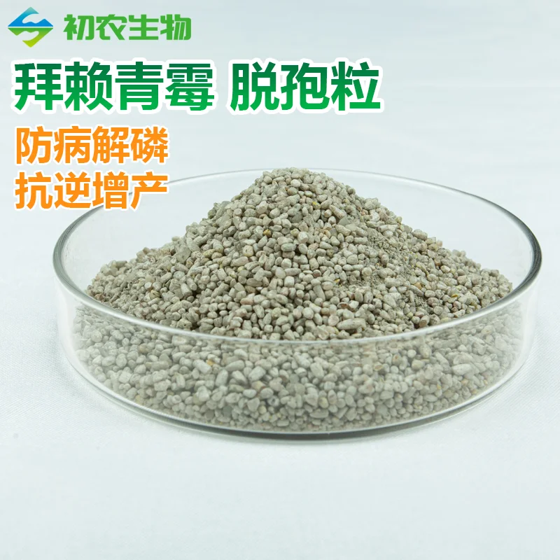 拜赖青霉脱孢粒（青霉类）