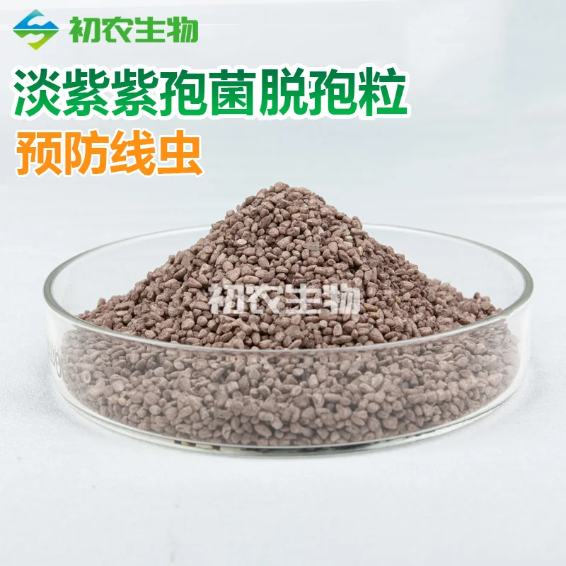 淡紫紫孢菌脱孢粒（青霉类）