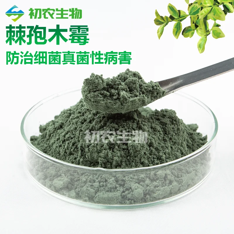棘孢木霉菌