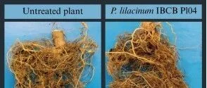 金龟子绿僵菌和淡紫拟青霉可用于防治棉花南方根结线虫
