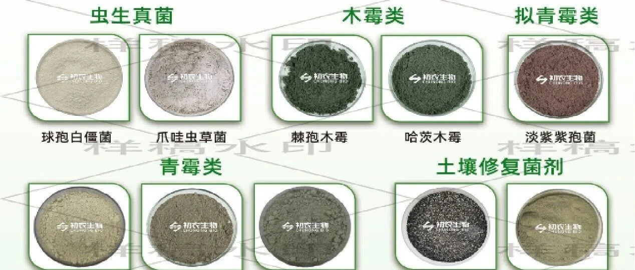 拜赖青霉对烟草黑胫病与根结线虫具备良好生防效果