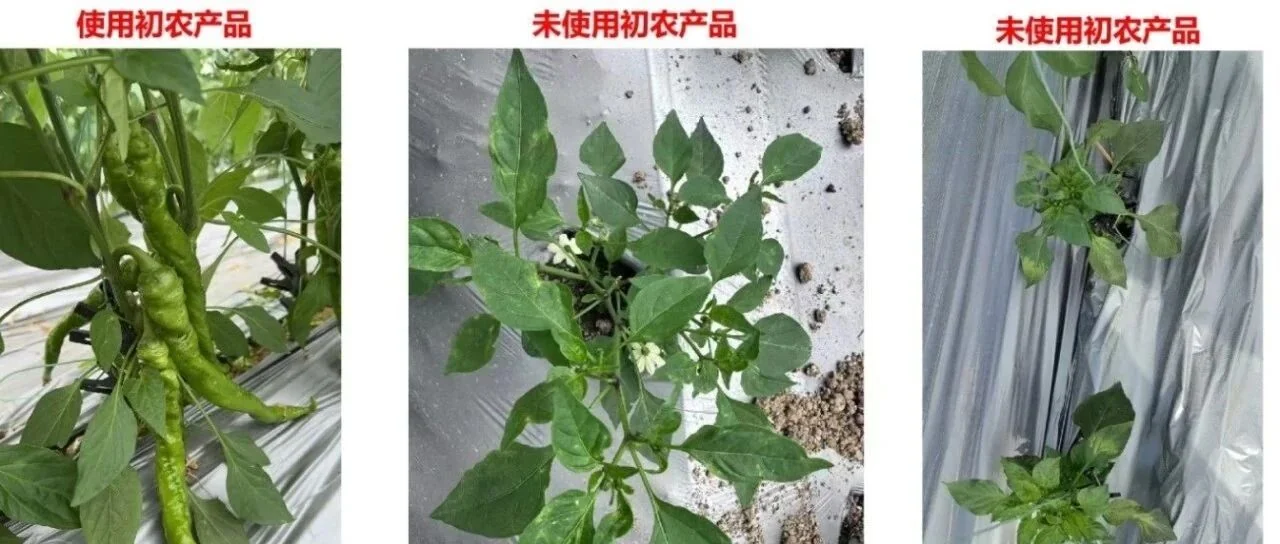 山东初农生物与贵阳菜篮子集团：三年携手，共筑绿色农业新未来