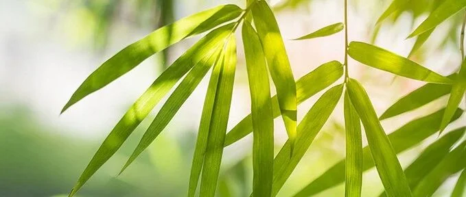 清明时节话农事，春耕春种正当时