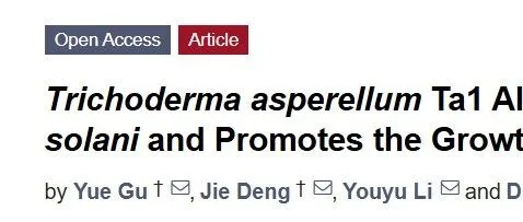 棘孢木霉Ta1：开启三七根腐病绿色防控与生长促进新篇章
