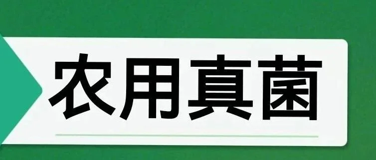 棘孢木霉菌与枯草芽胞杆菌共培养菌液：烟草黑胫病防治的新突破