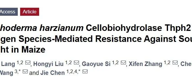 哈茨木霉菌纤维素酶Thph2：诱导玉米抗南方玉米叶斑病