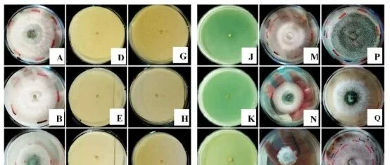生防哈茨木霉菌与化学杀菌剂的兼容性研究