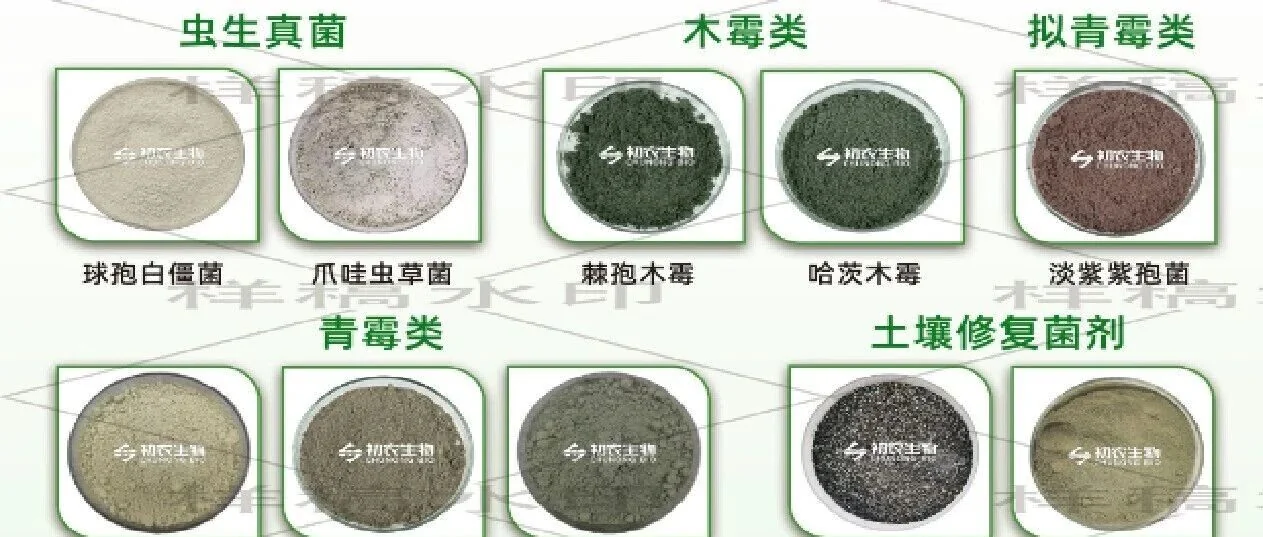 水稻-番茄轮作+微生物菌剂，破解设施番茄连作障碍的科学方案