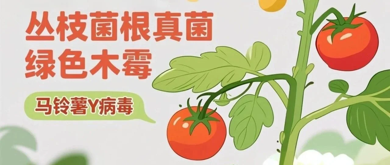 丛枝菌根真菌与绿色木霉：番茄植株抵御马铃薯Y病毒的“守护神”