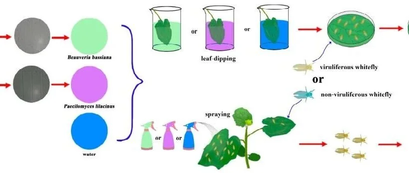 球孢白僵菌与淡紫拟青霉对携带瓜类褪绿黄化病毒烟粉虱的杀虫作用