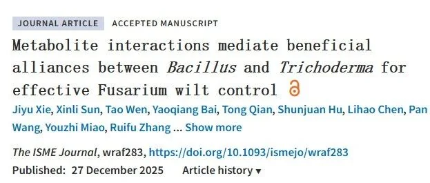 木霉菌+贝莱斯芽孢杆菌 ：土壤里的 “黄金搭档”，联手攻克作物枯萎病！
