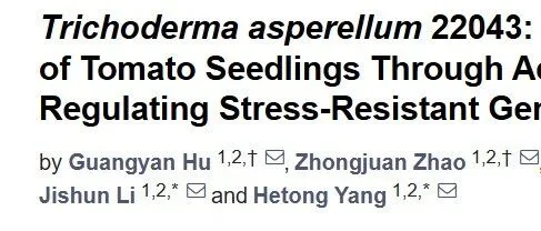 棘孢木霉：盐胁迫下番茄的救星