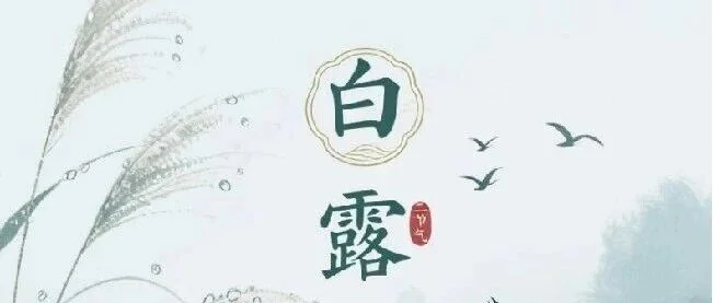 白露到，收获好