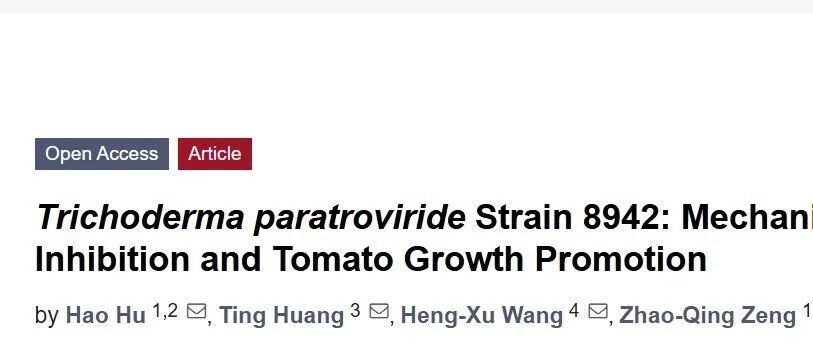 这款木霉，可防番茄晚疫病还促长