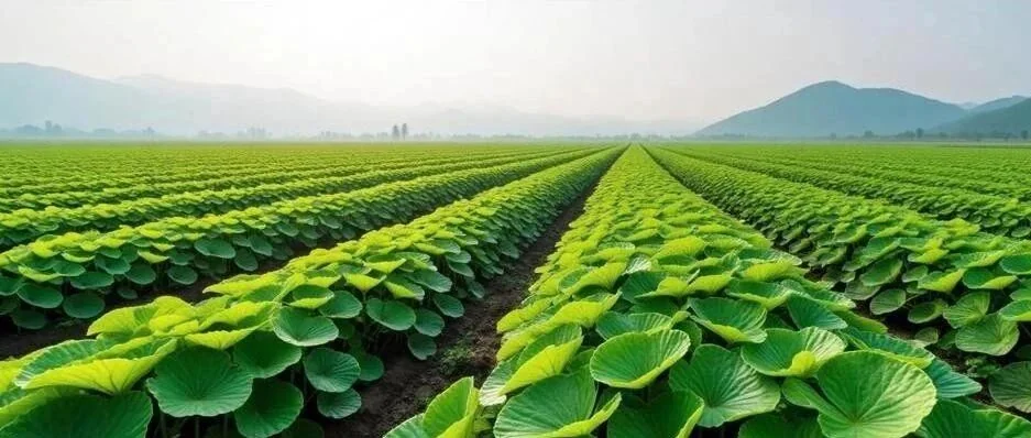 河南武陟县：生态种植赋能乡村振兴
