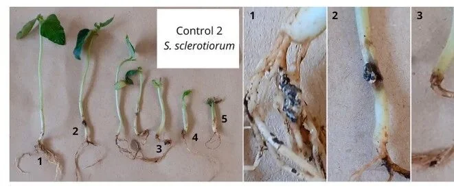 木霉菌株（Trichoderma）在菜豆防病促生中的双重作用