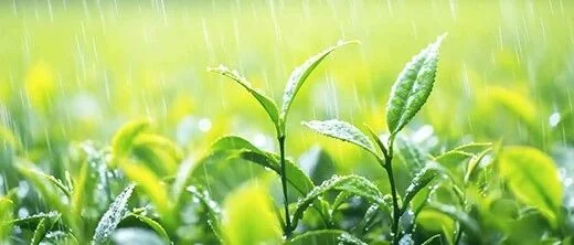 谷雨时节，这些注意事项要牢记