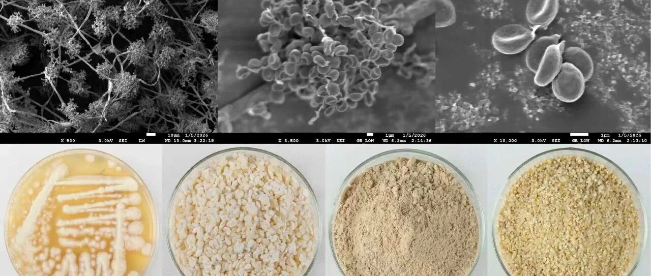 CFCC81428球孢白僵菌高效控梢斑螟类害虫