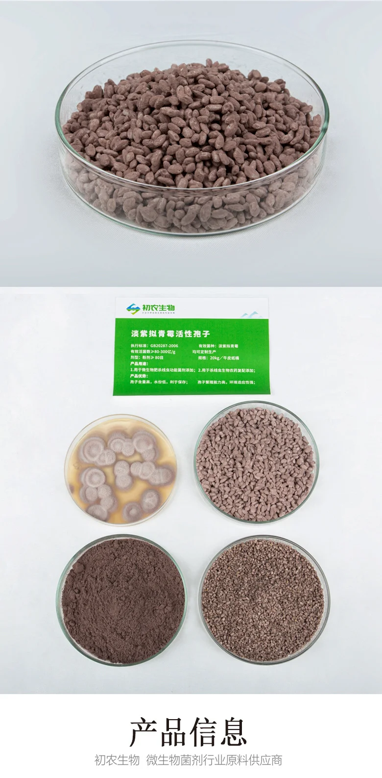 淡紫拟青霉（青霉类）(图2)