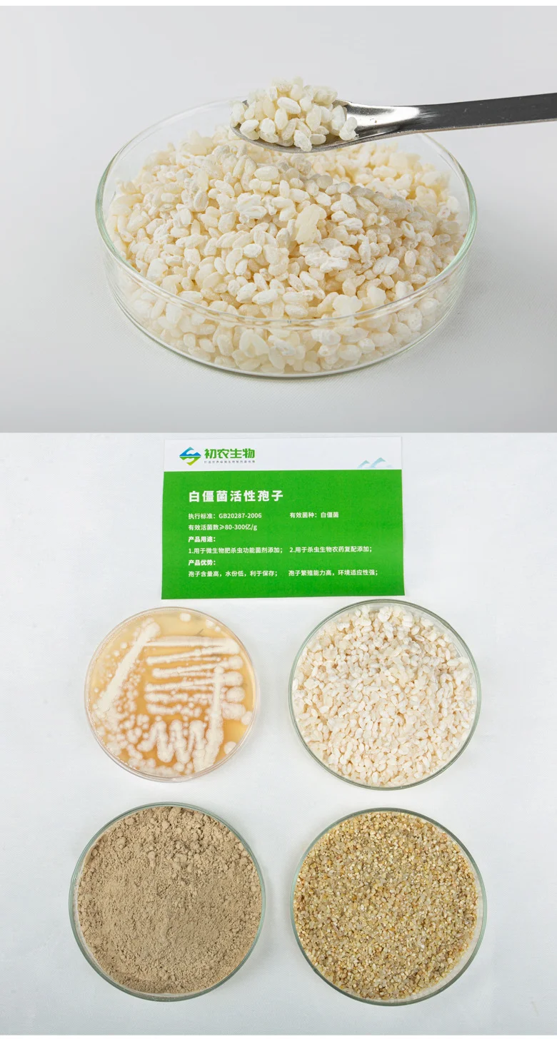 白僵菌（虫生真菌类）(图2)